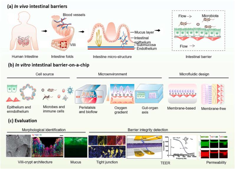 https://cdn.ncbi.nlm.nih.gov/pmc/blobs/cbab/11107260/fb1b0bfb775d/gr1.jpg