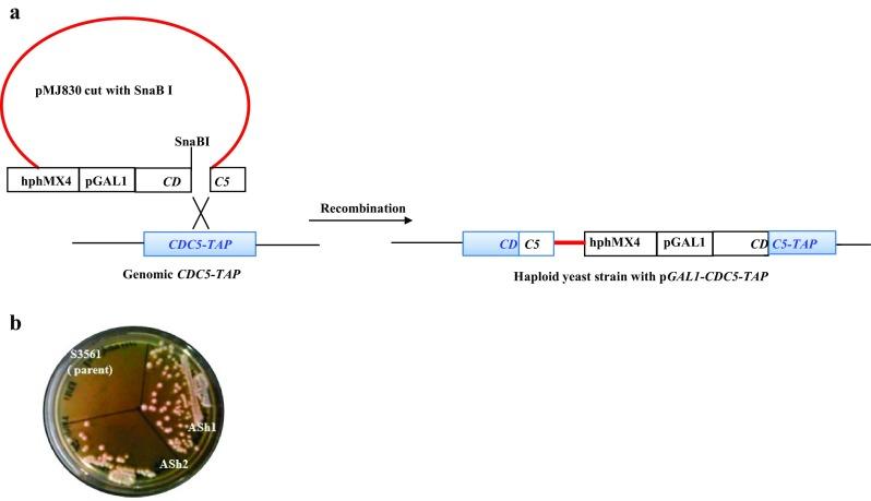 https://cdn.ncbi.nlm.nih.gov/pmc/blobs/cbae/5005230/7590e38a0a7e/13205_2016_503_Fig2_HTML.jpg