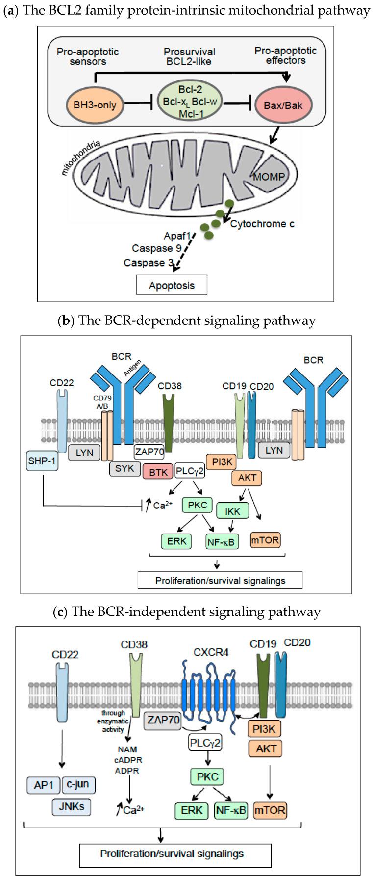 https://cdn.ncbi.nlm.nih.gov/pmc/blobs/cbba/9775488/f9a2e3215dd4/cancers-14-06026-g001.jpg