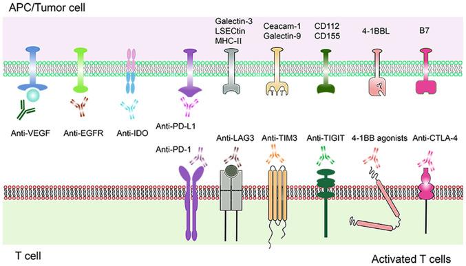 https://cdn.ncbi.nlm.nih.gov/pmc/blobs/cbbc/7985997/7ecbe8d6ca8a/mmr-23-05-12001-g01.jpg