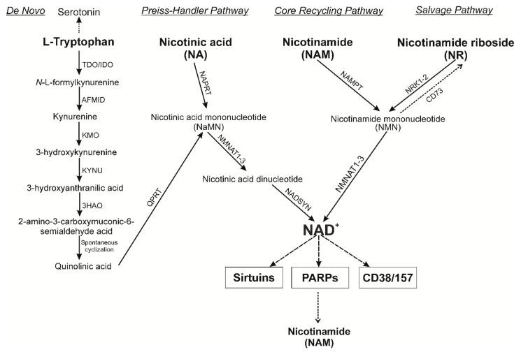 https://cdn.ncbi.nlm.nih.gov/pmc/blobs/cbbc/8538727/4773332658ff/nutrients-13-03435-g002.jpg