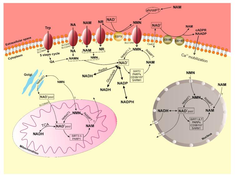 https://cdn.ncbi.nlm.nih.gov/pmc/blobs/cbbc/8538727/f160d776fcb2/nutrients-13-03435-g003.jpg
