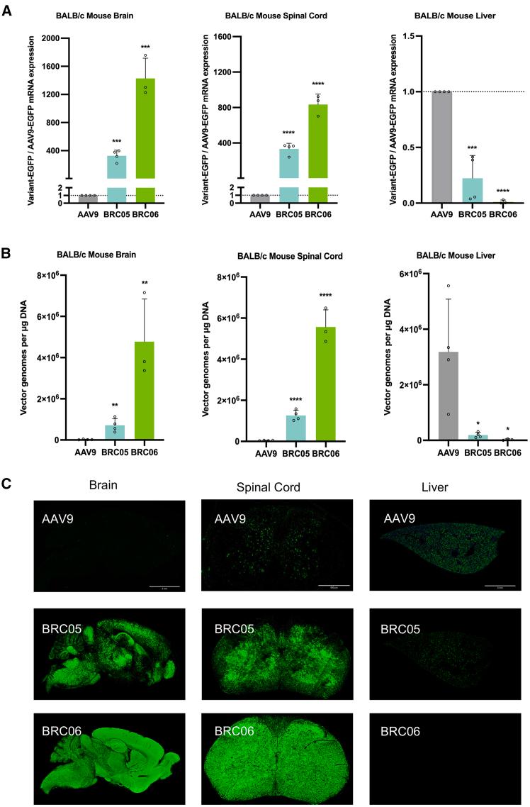 https://cdn.ncbi.nlm.nih.gov/pmc/blobs/cbbd/12272419/1209374c3abe/gr4.jpg