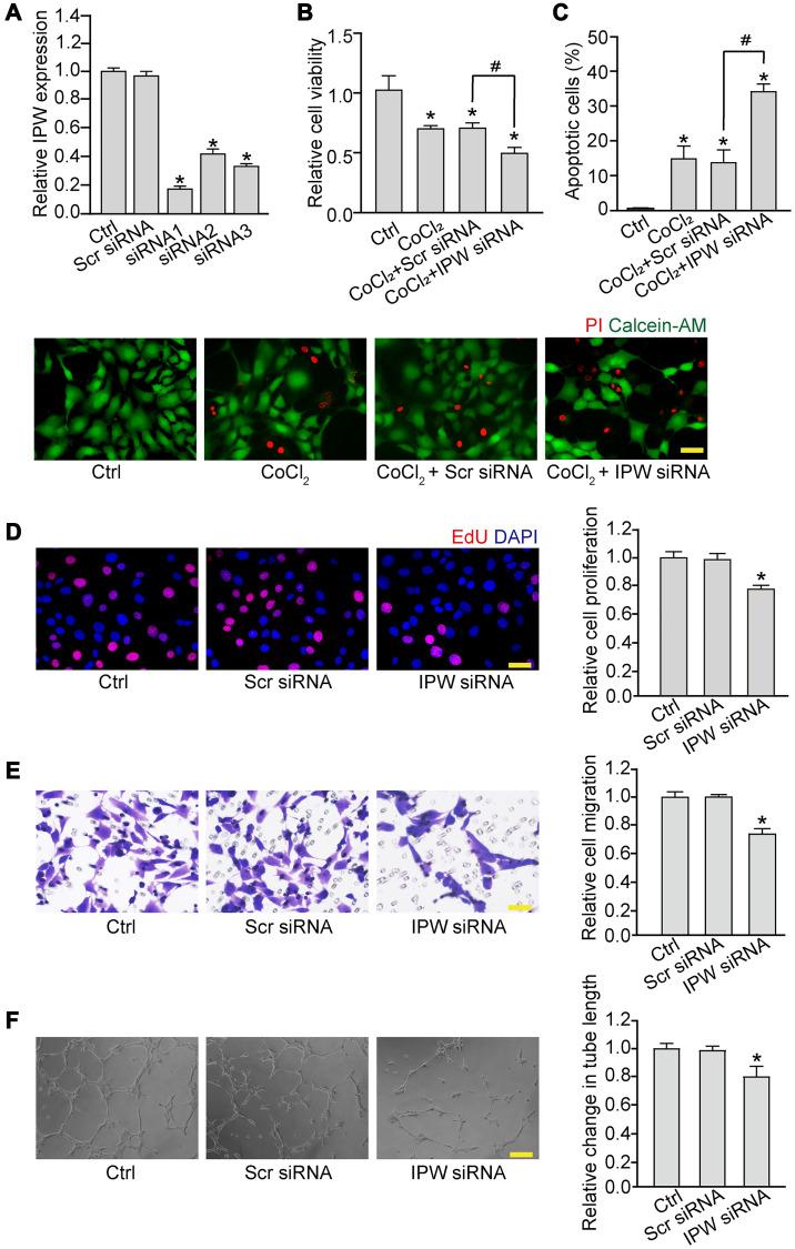 https://cdn.ncbi.nlm.nih.gov/pmc/blobs/cbbd/8064148/be96e6624b8e/aging-13-202822-g002.jpg