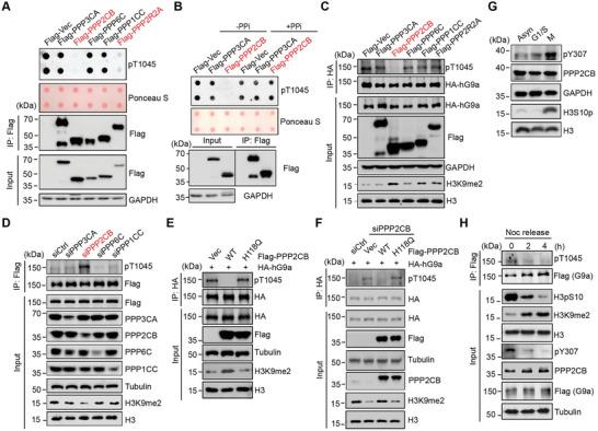 https://cdn.ncbi.nlm.nih.gov/pmc/blobs/cbbf/10602519/d54df4ae772c/ADVS-10-2303224-g005.jpg