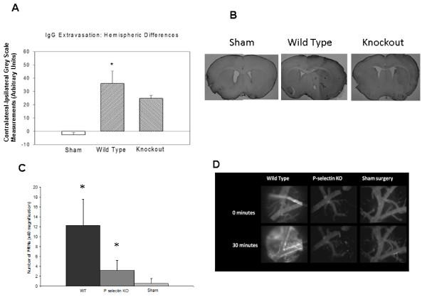 https://cdn.ncbi.nlm.nih.gov/pmc/blobs/cbc2/2829030/5716749ead69/1471-2202-11-12-4.jpg