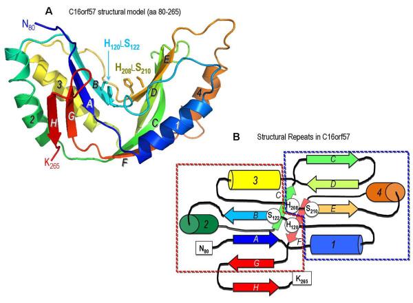 https://cdn.ncbi.nlm.nih.gov/pmc/blobs/cbc2/3315733/c7cce5b5dded/1750-1172-7-7-4.jpg