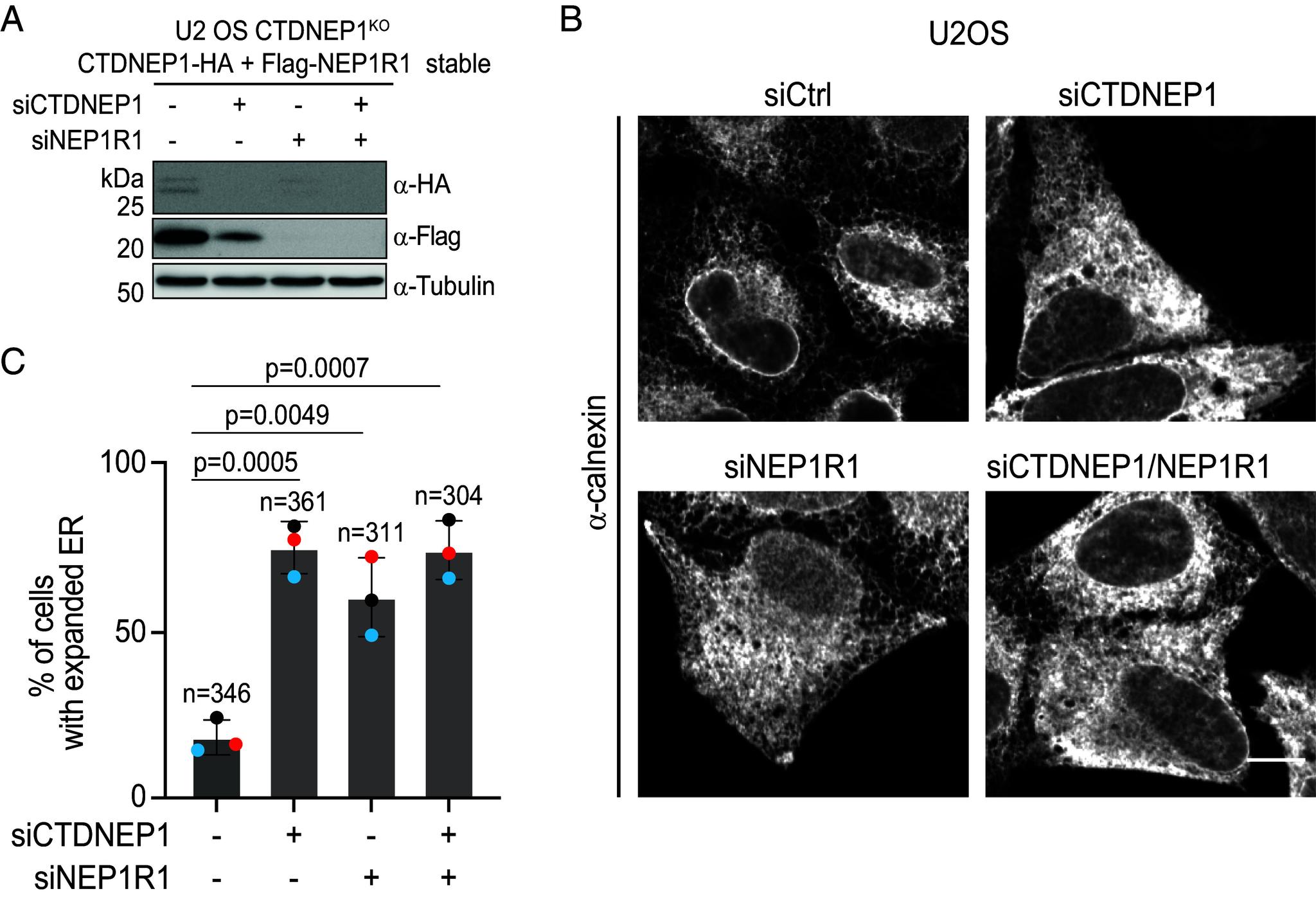 https://cdn.ncbi.nlm.nih.gov/pmc/blobs/cbc3/11145253/1060720499bd/pnas.2321167121fig01.jpg