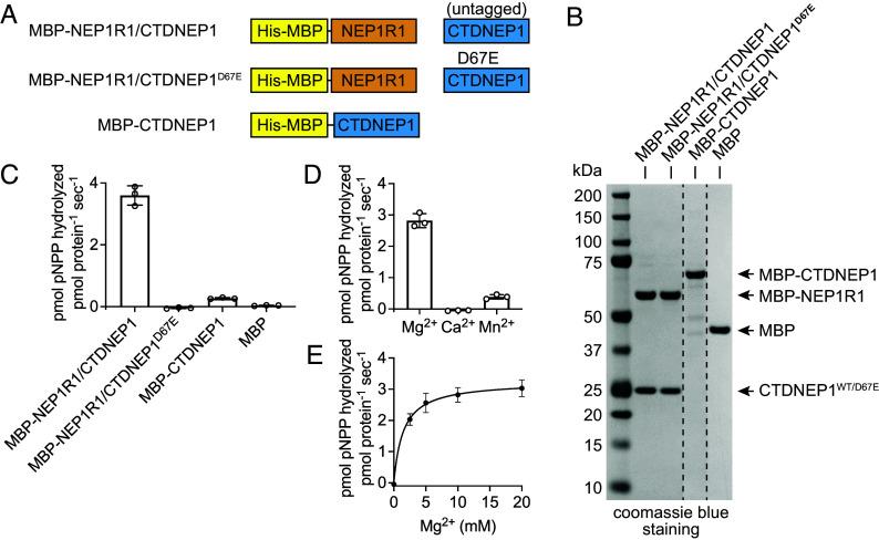 https://cdn.ncbi.nlm.nih.gov/pmc/blobs/cbc3/11145253/87242359db6a/pnas.2321167121fig02.jpg