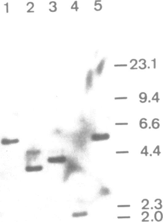 https://cdn.ncbi.nlm.nih.gov/pmc/blobs/cbc3/333634/1f85502fce6a/nar00239-0048-a.jpg