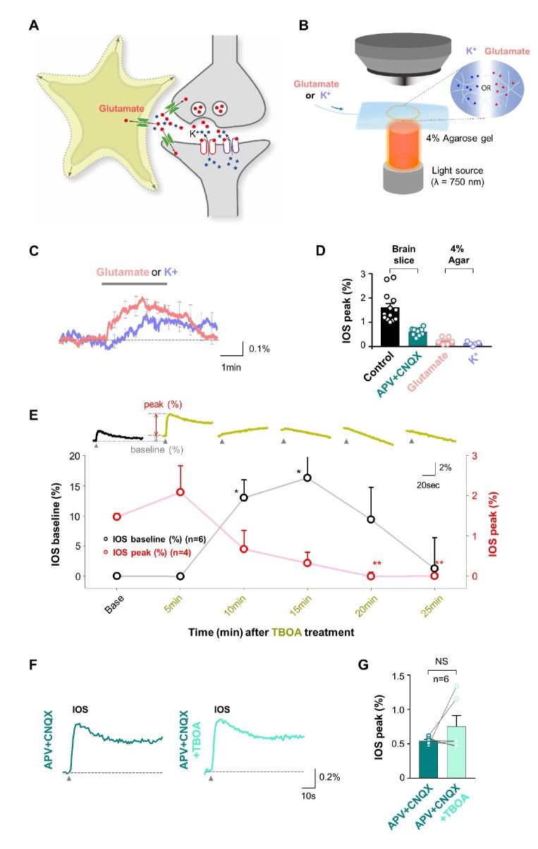 https://cdn.ncbi.nlm.nih.gov/pmc/blobs/cbc3/6401548/7419ec7868f2/en-28-30-g004.jpg