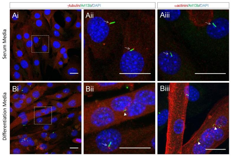 https://cdn.ncbi.nlm.nih.gov/pmc/blobs/cbc3/8431768/9ef1ce63b2d9/ijms-22-09605-g005.jpg