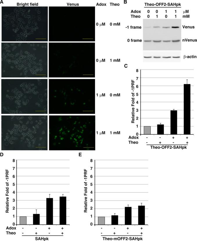 https://cdn.ncbi.nlm.nih.gov/pmc/blobs/cbc8/4267651/fd02adbb6435/gku1233fig8.jpg