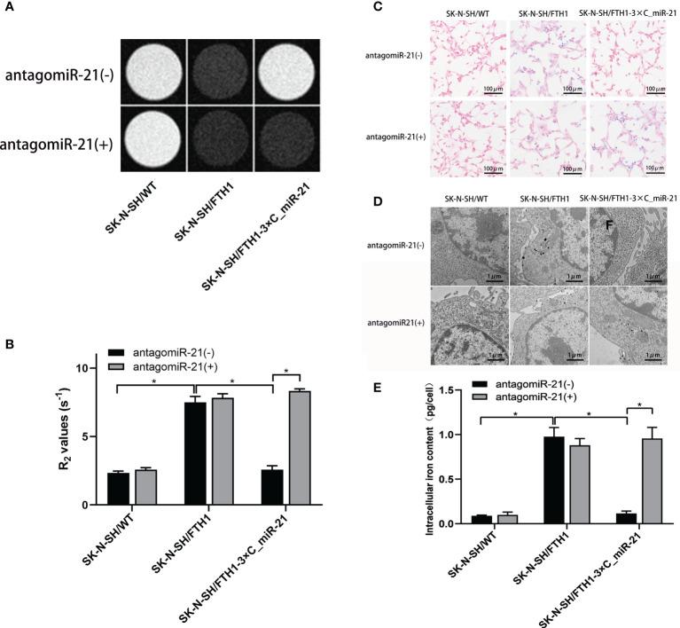 https://cdn.ncbi.nlm.nih.gov/pmc/blobs/cbc9/8602822/686888da58fb/fonc-11-747305-g005.jpg
