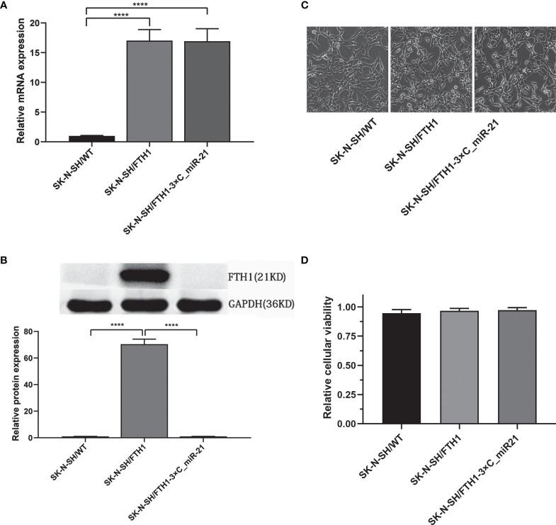 https://cdn.ncbi.nlm.nih.gov/pmc/blobs/cbc9/8602822/c5d50079c206/fonc-11-747305-g002.jpg