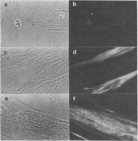 https://cdn.ncbi.nlm.nih.gov/pmc/blobs/cbcb/393630/999a71b00687/pnas00632-0030-a.jpg