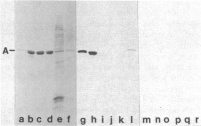 https://cdn.ncbi.nlm.nih.gov/pmc/blobs/cbcb/393630/f2a0d9a759fd/pnas00632-0029-a.jpg