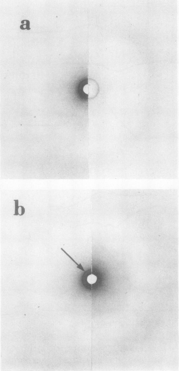 https://cdn.ncbi.nlm.nih.gov/pmc/blobs/cbce/372316/5edfe5e59e50/jcinvest00654-0042-a.jpg