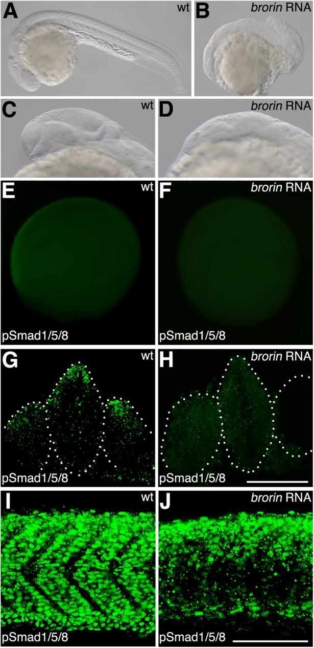 https://cdn.ncbi.nlm.nih.gov/pmc/blobs/cbce/5407822/bd7bba08d0e6/pone.0176036.g005.jpg