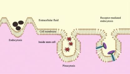 https://cdn.ncbi.nlm.nih.gov/pmc/blobs/cbcf/2887536/504590508b94/12015_2010_9130_Fig1_HTML.jpg