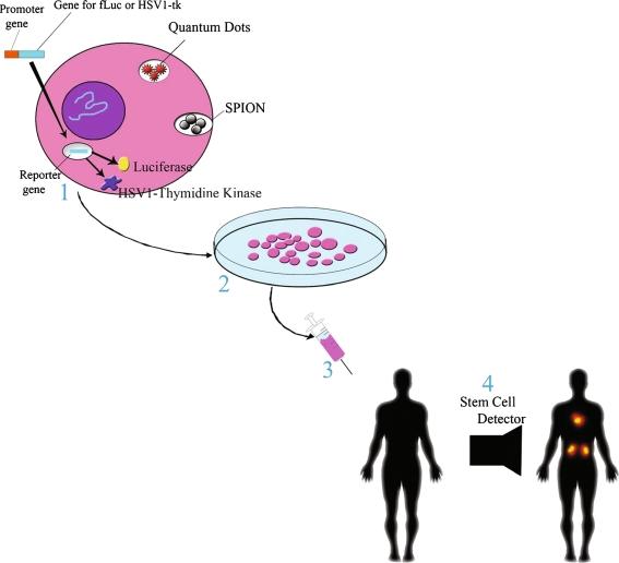 https://cdn.ncbi.nlm.nih.gov/pmc/blobs/cbcf/2887536/aa3f4001315f/12015_2010_9130_Fig4_HTML.jpg