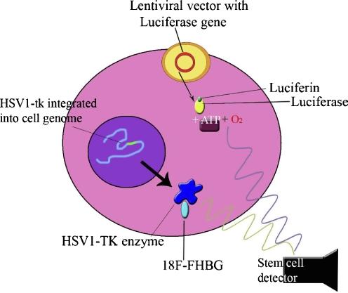 https://cdn.ncbi.nlm.nih.gov/pmc/blobs/cbcf/2887536/e448eb760a59/12015_2010_9130_Fig2_HTML.jpg