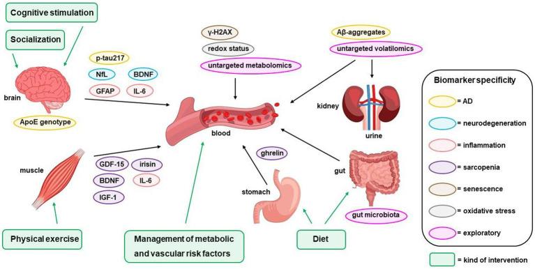 https://cdn.ncbi.nlm.nih.gov/pmc/blobs/cbd4/12092390/b0634fc7f4a0/fnagi-17-1581892-g001.jpg