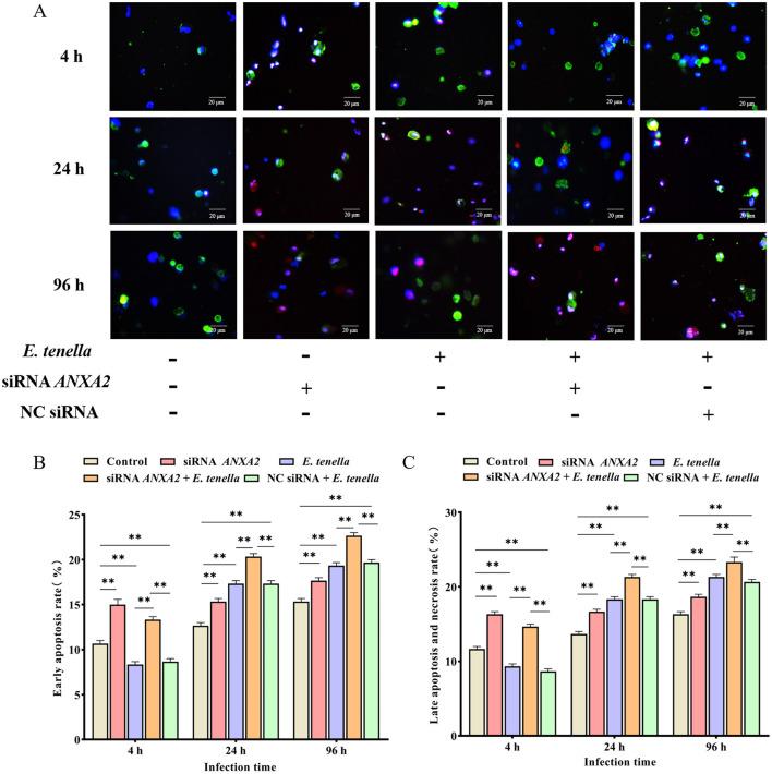 https://cdn.ncbi.nlm.nih.gov/pmc/blobs/cbd8/12330289/a302ce600705/fvets-12-1595384-g0003.jpg