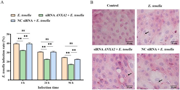 https://cdn.ncbi.nlm.nih.gov/pmc/blobs/cbd8/12330289/ca1db6fd5b70/fvets-12-1595384-g0002.jpg