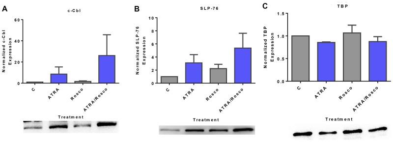 https://cdn.ncbi.nlm.nih.gov/pmc/blobs/cbda/7105165/b8c0fd4b5ce0/oncotarget-11-1017-g004.jpg