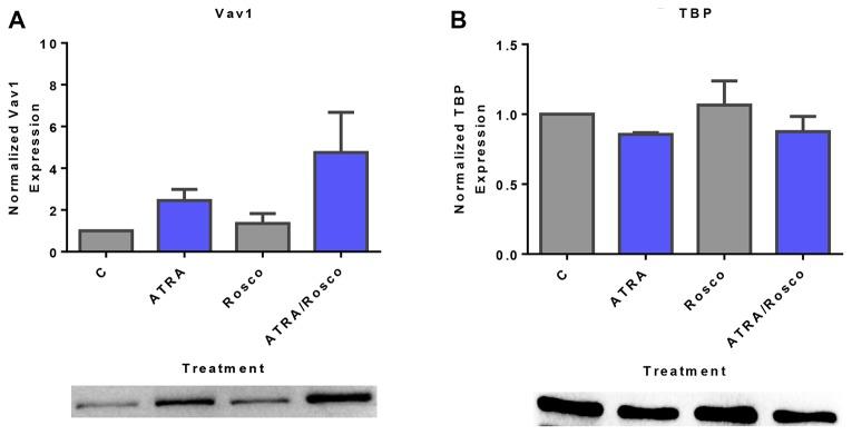 https://cdn.ncbi.nlm.nih.gov/pmc/blobs/cbda/7105165/e1581bd373ab/oncotarget-11-1017-g003.jpg