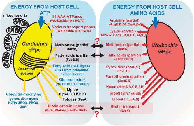 https://cdn.ncbi.nlm.nih.gov/pmc/blobs/cbdb/6232779/467a0b3730a8/fmicb-09-02482-g011.jpg