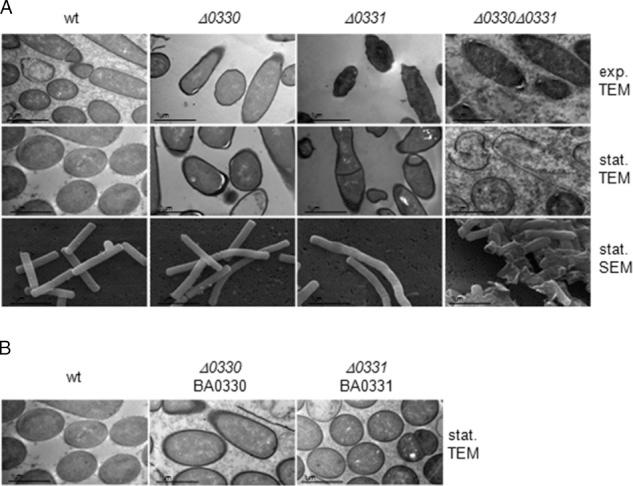 https://cdn.ncbi.nlm.nih.gov/pmc/blobs/cbde/4505593/0cf92ce59307/zbc0241516470006.jpg