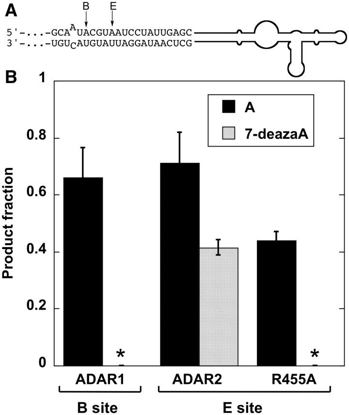 https://cdn.ncbi.nlm.nih.gov/pmc/blobs/cbdf/3479202/cbb2b97fef86/gks752f4p.jpg