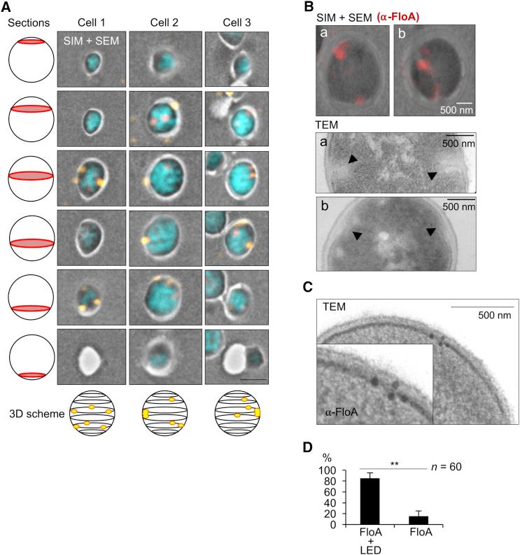 https://cdn.ncbi.nlm.nih.gov/pmc/blobs/cbdf/5720476/7b7835398255/gr4.jpg