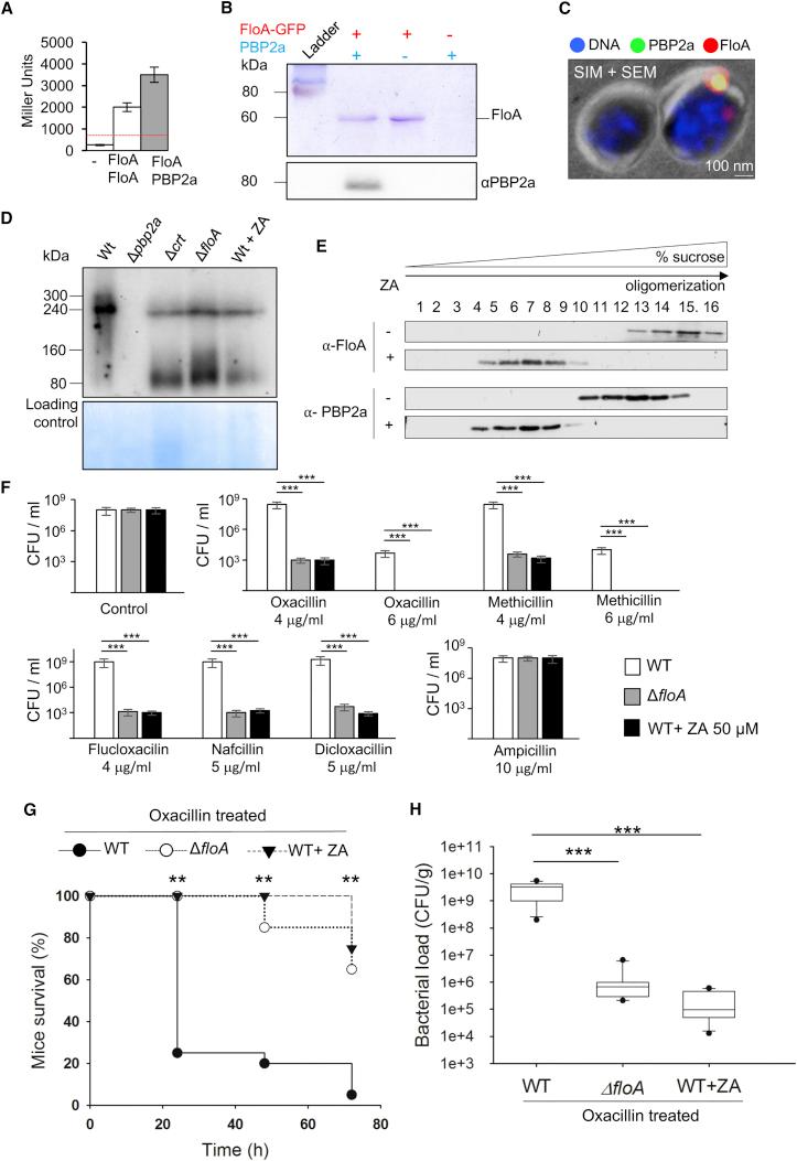 https://cdn.ncbi.nlm.nih.gov/pmc/blobs/cbdf/5720476/ee049a134011/gr7.jpg