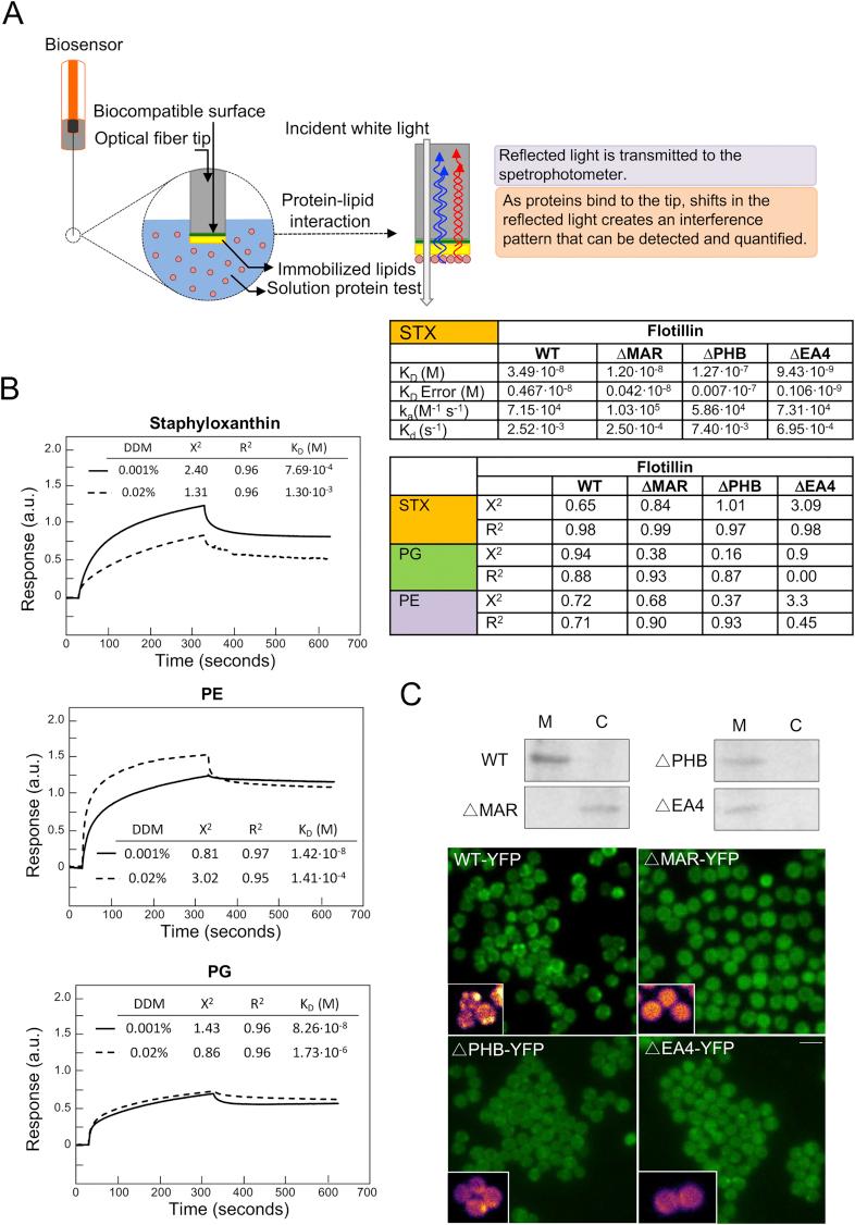 https://cdn.ncbi.nlm.nih.gov/pmc/blobs/cbdf/5720476/f0de4824dd7b/figs3.jpg