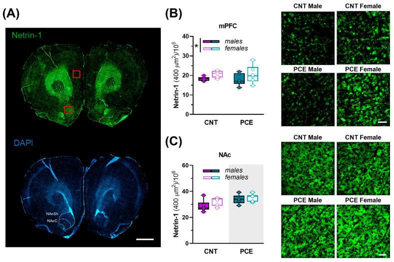 https://cdn.ncbi.nlm.nih.gov/pmc/blobs/cbe1/12191062/926cb413ce69/cells-14-00904-g008.jpg
