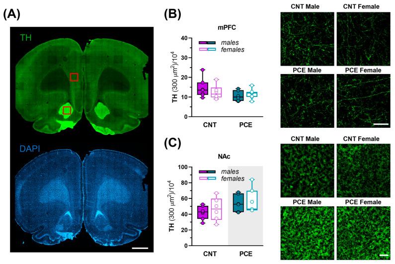 https://cdn.ncbi.nlm.nih.gov/pmc/blobs/cbe1/12191062/f4360addf847/cells-14-00904-g009.jpg