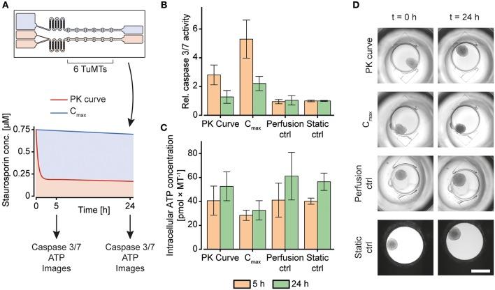 https://cdn.ncbi.nlm.nih.gov/pmc/blobs/cbe2/6454105/6bcd9863cbab/fbioe-07-00072-g0006.jpg