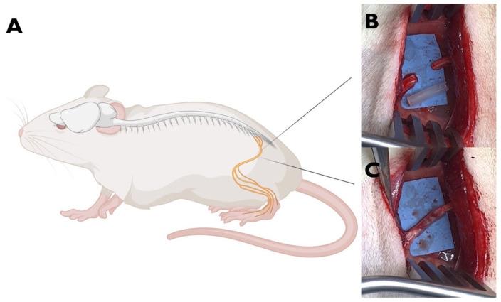 https://cdn.ncbi.nlm.nih.gov/pmc/blobs/cbeb/11354760/c2385d7f7b28/ijms-25-08945-g008.jpg