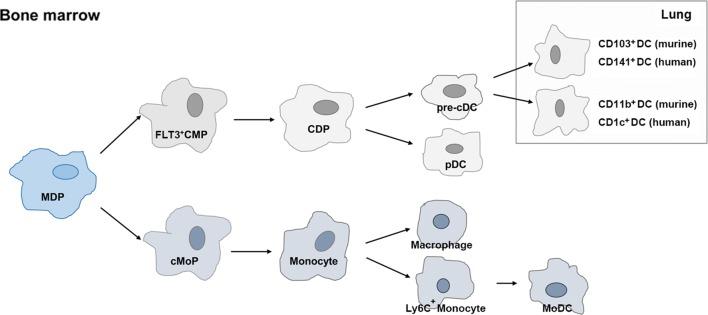 https://cdn.ncbi.nlm.nih.gov/pmc/blobs/cbf0/6631514/108b7ebd768b/40880_2019_387_Fig1_HTML.jpg