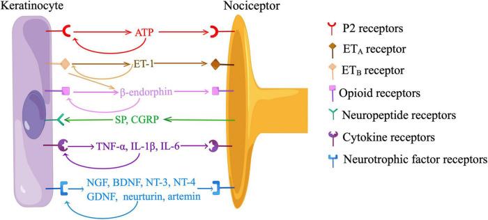 https://cdn.ncbi.nlm.nih.gov/pmc/blobs/cbf1/9500148/7ef76cfed384/fnmol-15-982202-g003.jpg