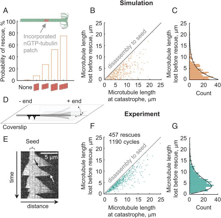 https://cdn.ncbi.nlm.nih.gov/pmc/blobs/cbf1/9674256/17f35b11580d/pnas.2208294119fig03.jpg