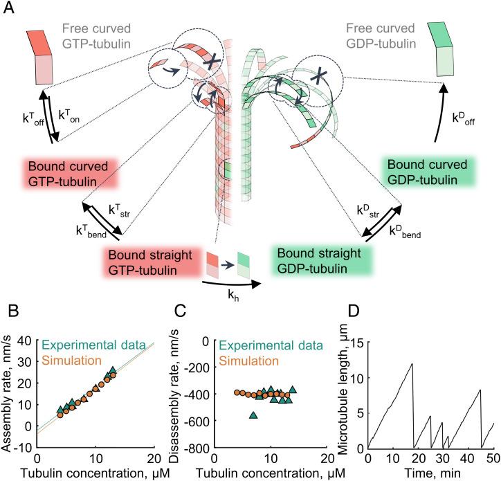 https://cdn.ncbi.nlm.nih.gov/pmc/blobs/cbf1/9674256/a56579f14720/pnas.2208294119fig01.jpg