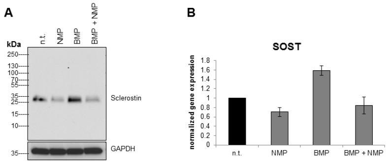 https://cdn.ncbi.nlm.nih.gov/pmc/blobs/cbf3/6275050/207f12aef49b/ijms-19-03332-g003.jpg