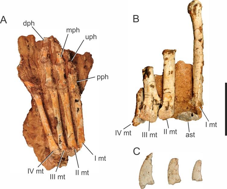 https://cdn.ncbi.nlm.nih.gov/pmc/blobs/cbfb/4888301/ad086d05e173/peerj-04-2075-g011.jpg