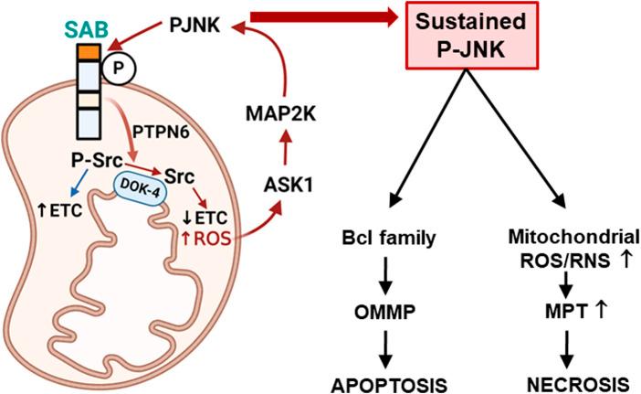 https://cdn.ncbi.nlm.nih.gov/pmc/blobs/cbfd/10978662/dbb4335fc555/fcell-12-1359152-g001.jpg