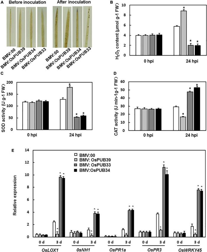 https://cdn.ncbi.nlm.nih.gov/pmc/blobs/cbff/8924586/6f69ebead180/fpls-13-840360-g004.jpg
