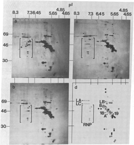 https://cdn.ncbi.nlm.nih.gov/pmc/blobs/cc01/279495/7eaf8fc6ab37/pnas00253-0137-a.jpg